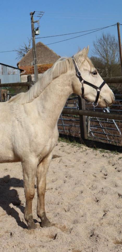 Joli hongre palomino