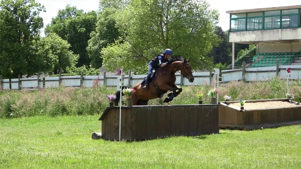 Hongre selle fran&ccedil;ais 6 ans