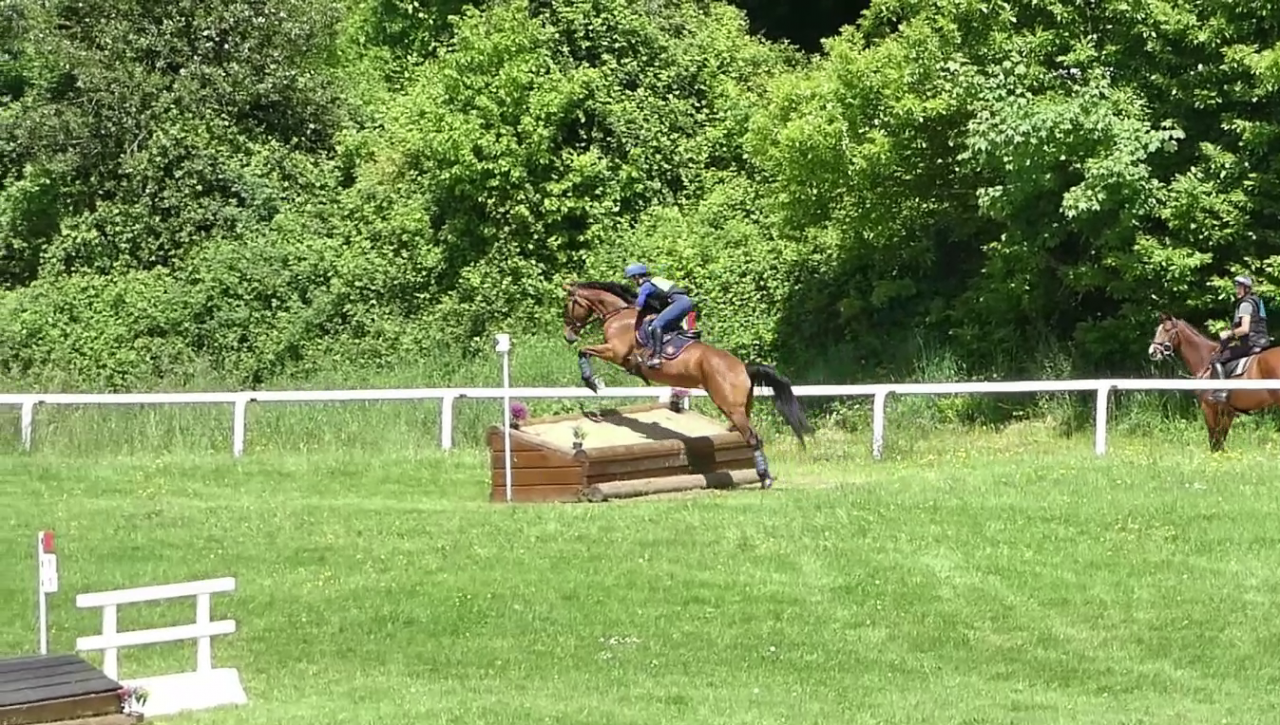 Hongre selle fran&ccedil;ais 6 ans