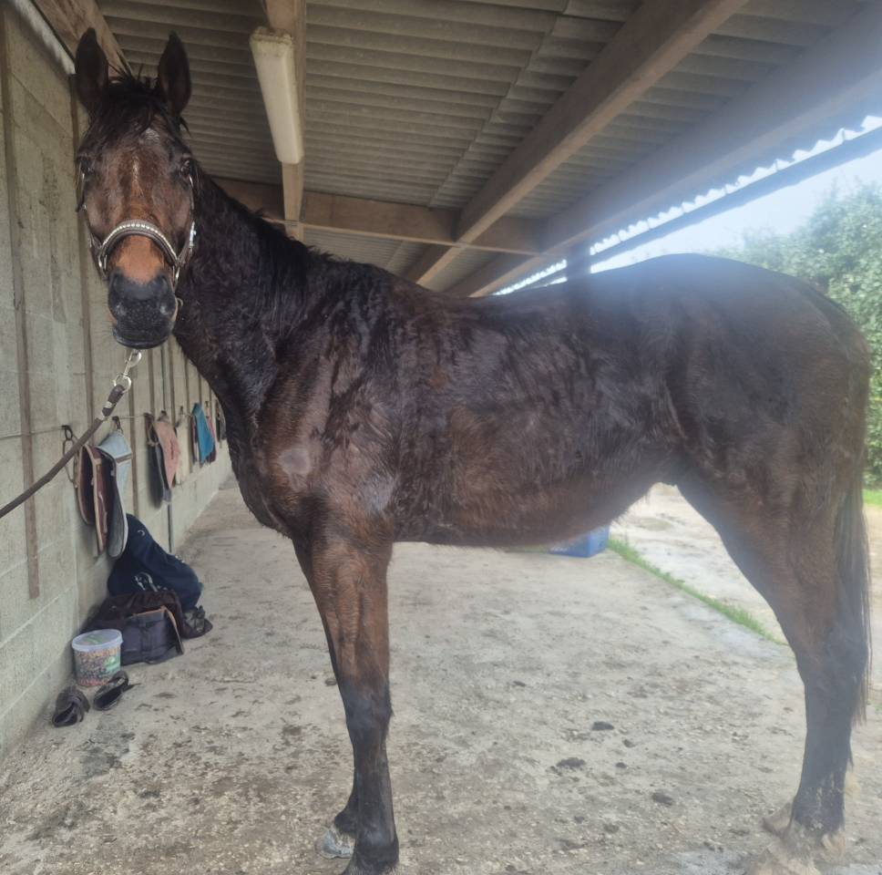 Cheval pur sang am&eacute;ricain 