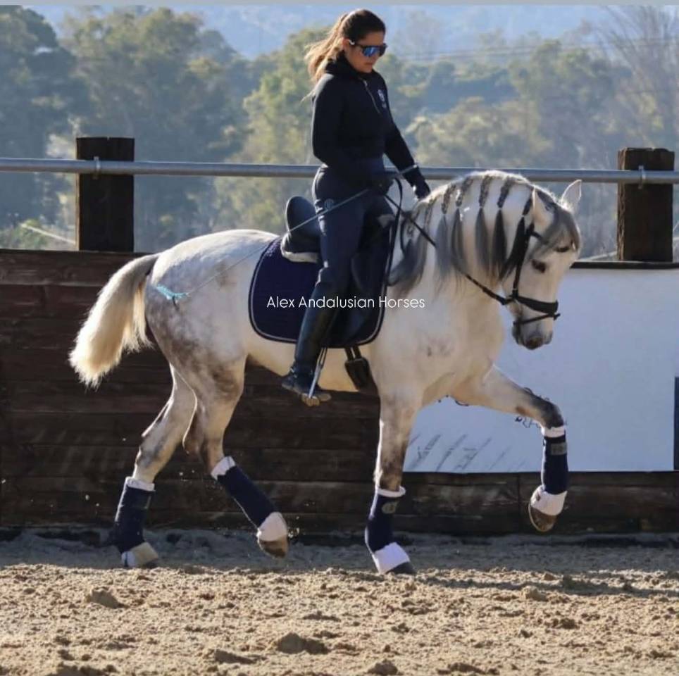 Superbe hongre PRE pour famille