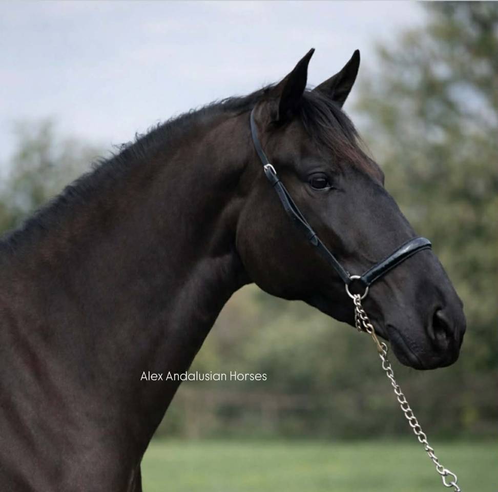 Superbe jument espagnole noire 
