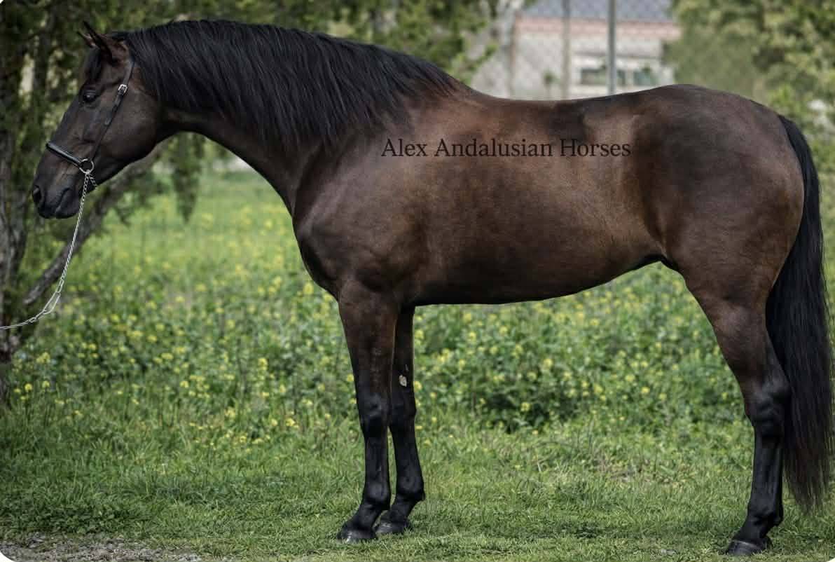 Superbe jument espagnole noire 
