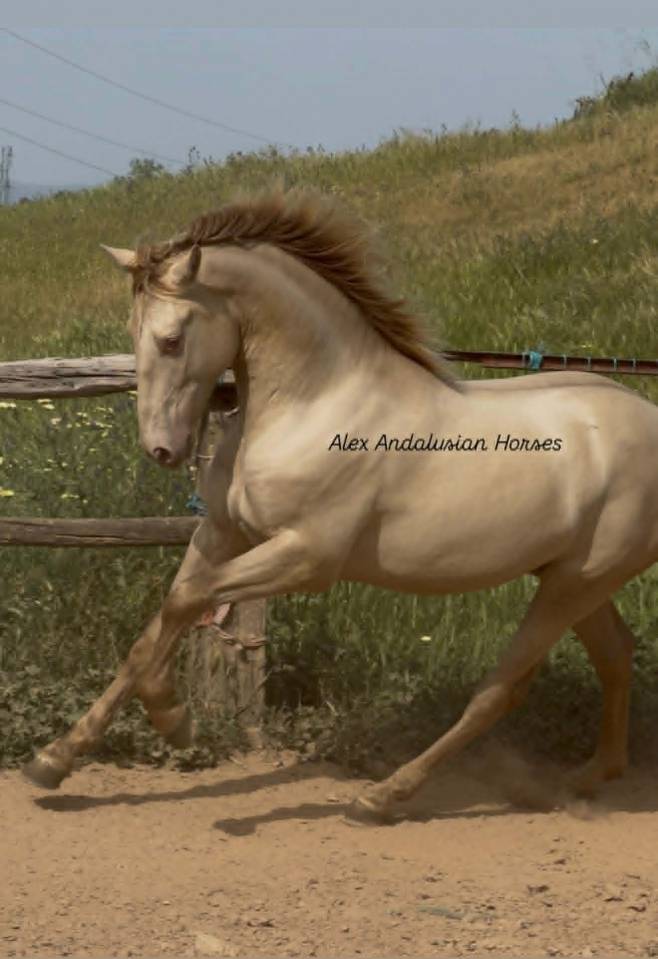 Superbe entier PERLINO