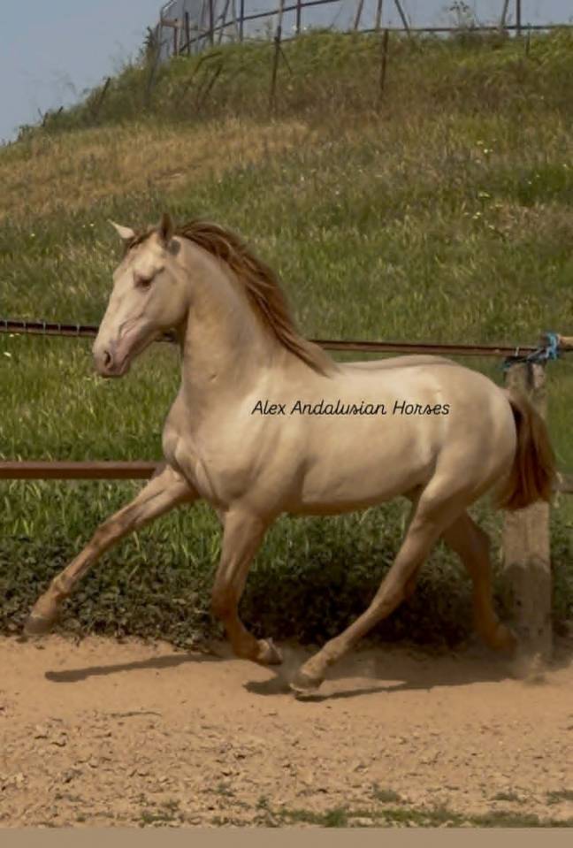 Superbe entier PERLINO