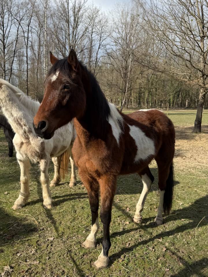 Cheval &agrave; vendre 