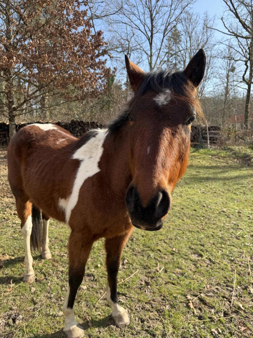 Cheval &agrave; vendre 