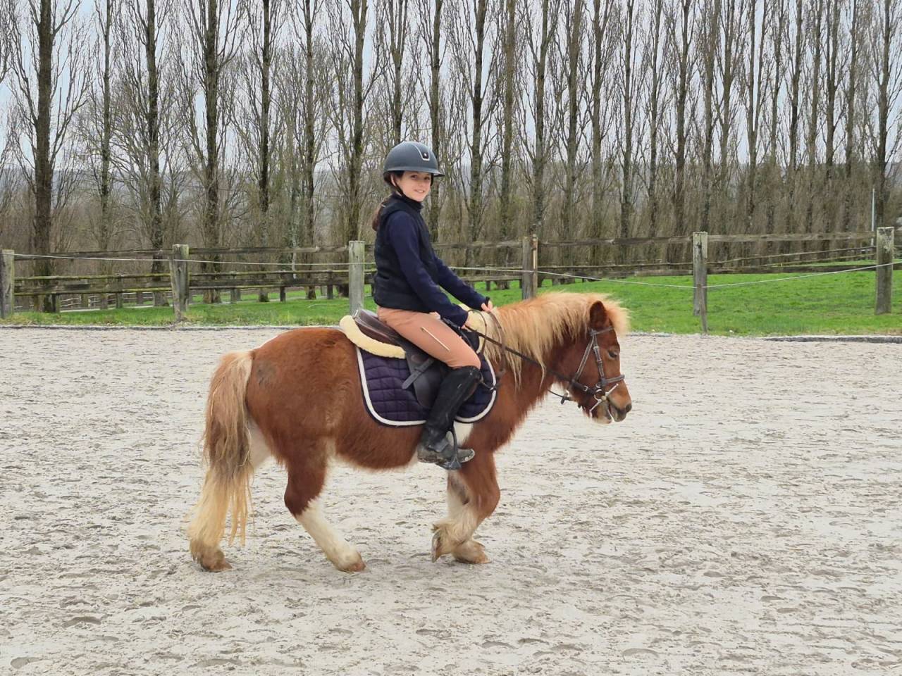 Femelle Shetland PP 4 ans d&eacute;bourr&eacute;e