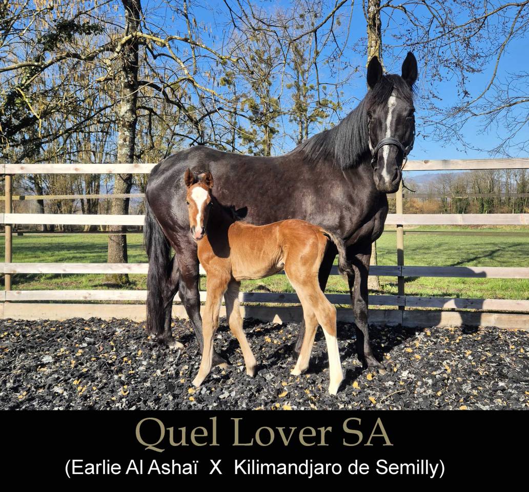 Magnifique poulain pour CSO / CCE