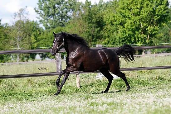 Magnifique poulain pour CSO / CCE