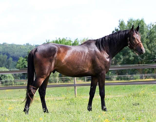 Magnifique poulain pour CSO / CCE