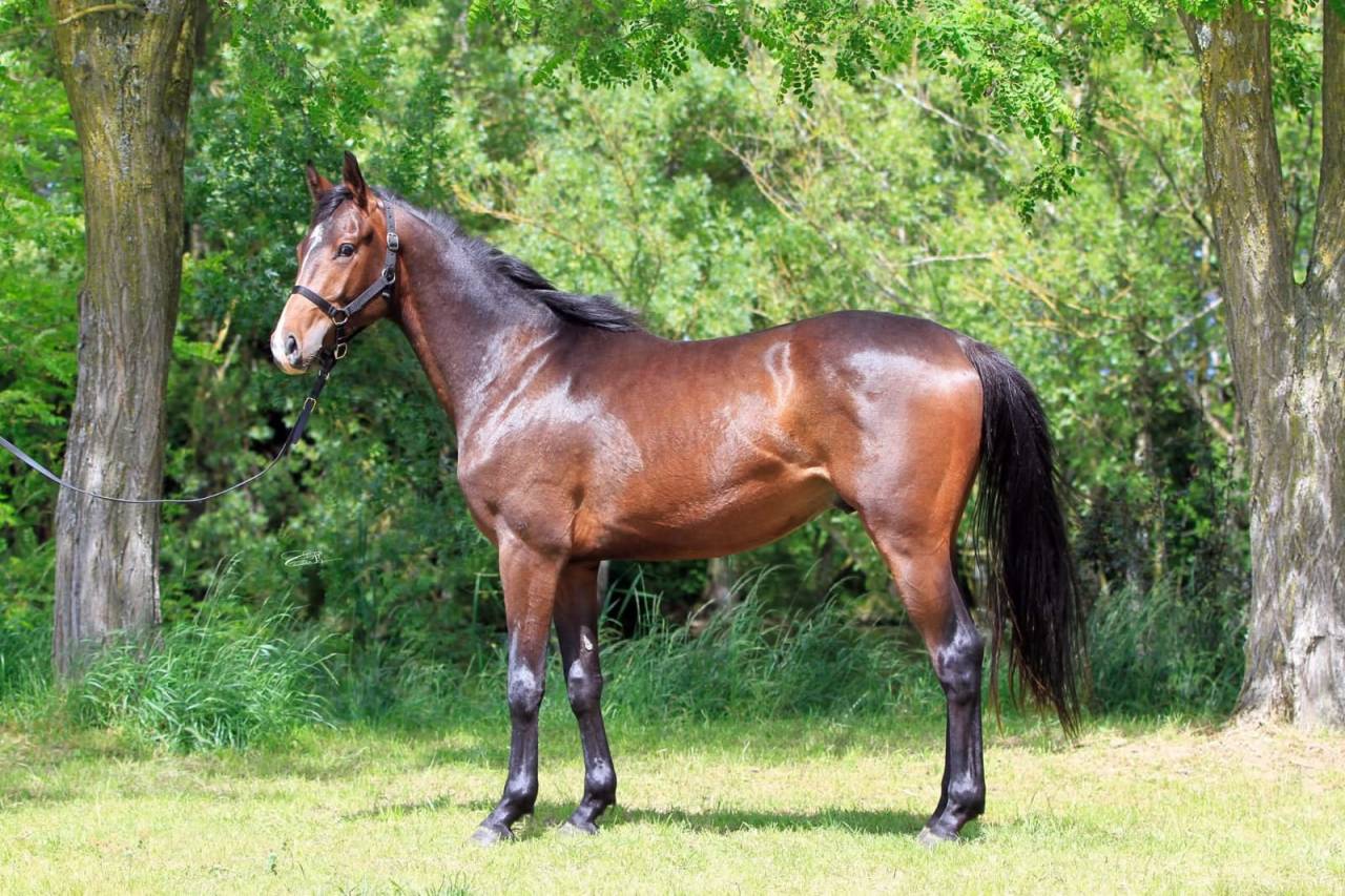 Magnifique poulain pour CSO / CCE