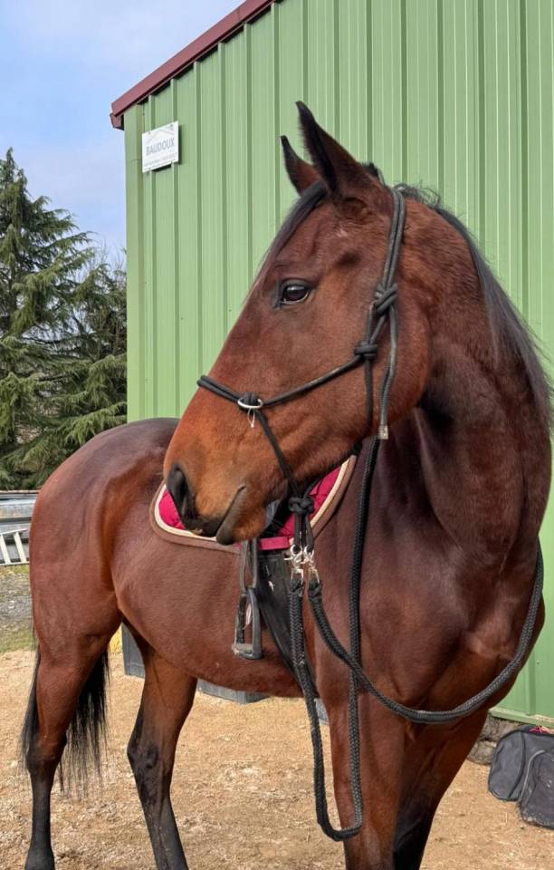 Jument pur sang, 4 ans. Tr&egrave;s gentille, pour petits nive