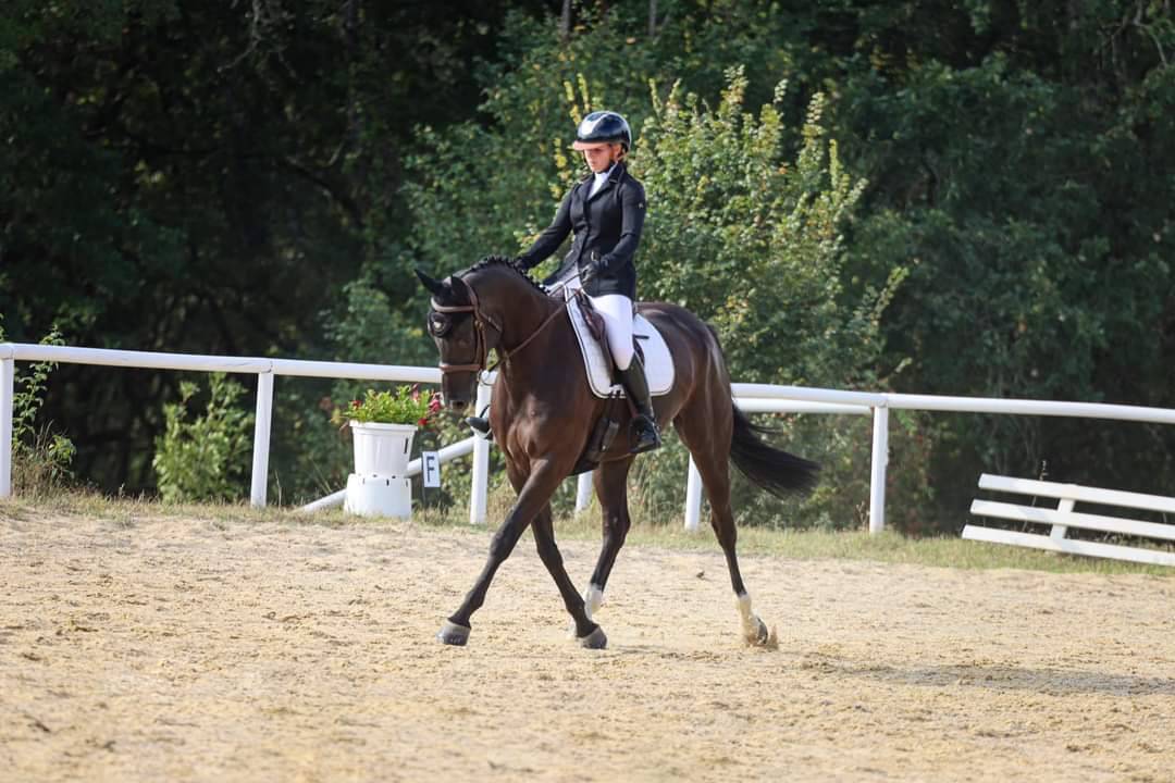 Superbe jument noire pour dressage et cso