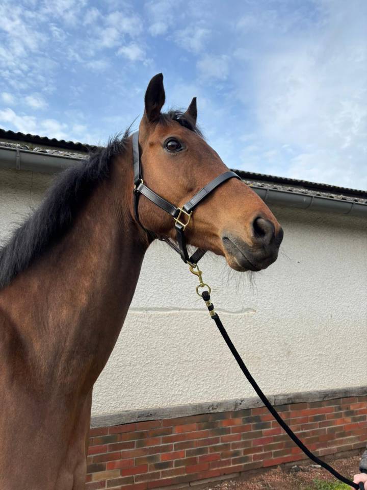 Pur Sang &agrave; vendre