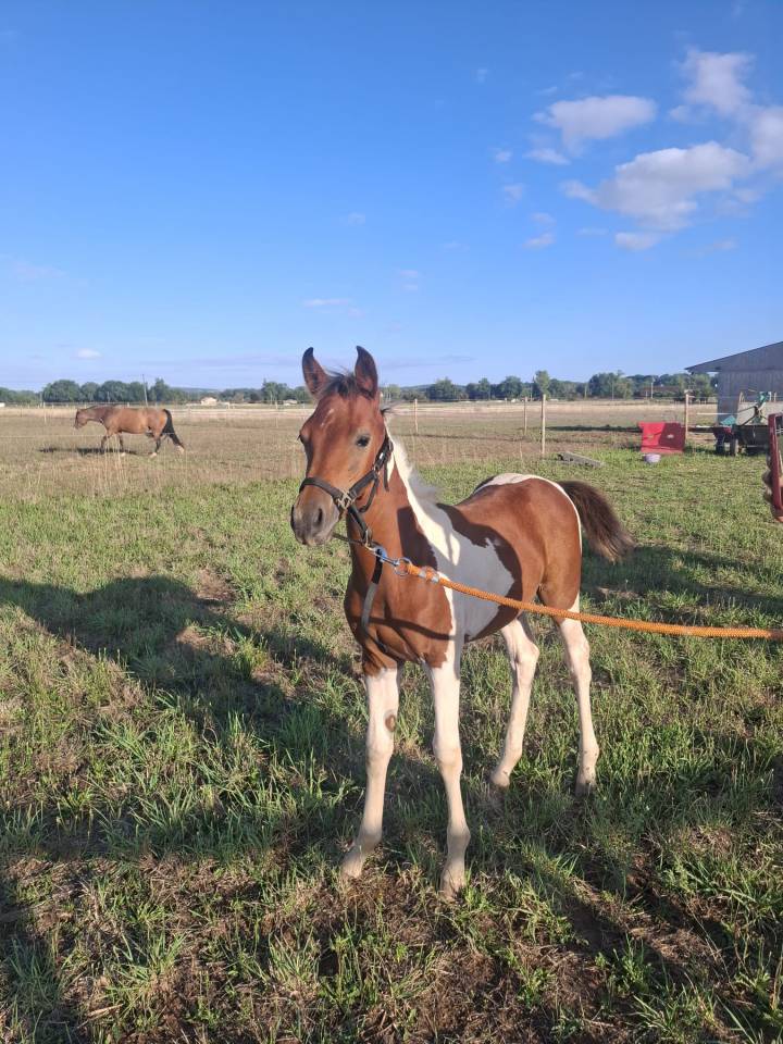 Pouliche pie tobiano 
