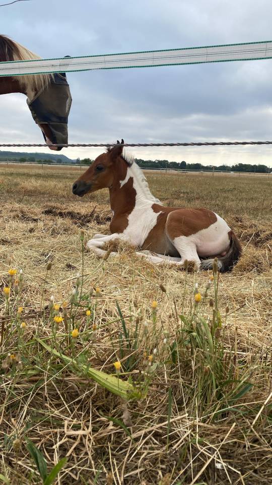 Pouliche pie tobiano 