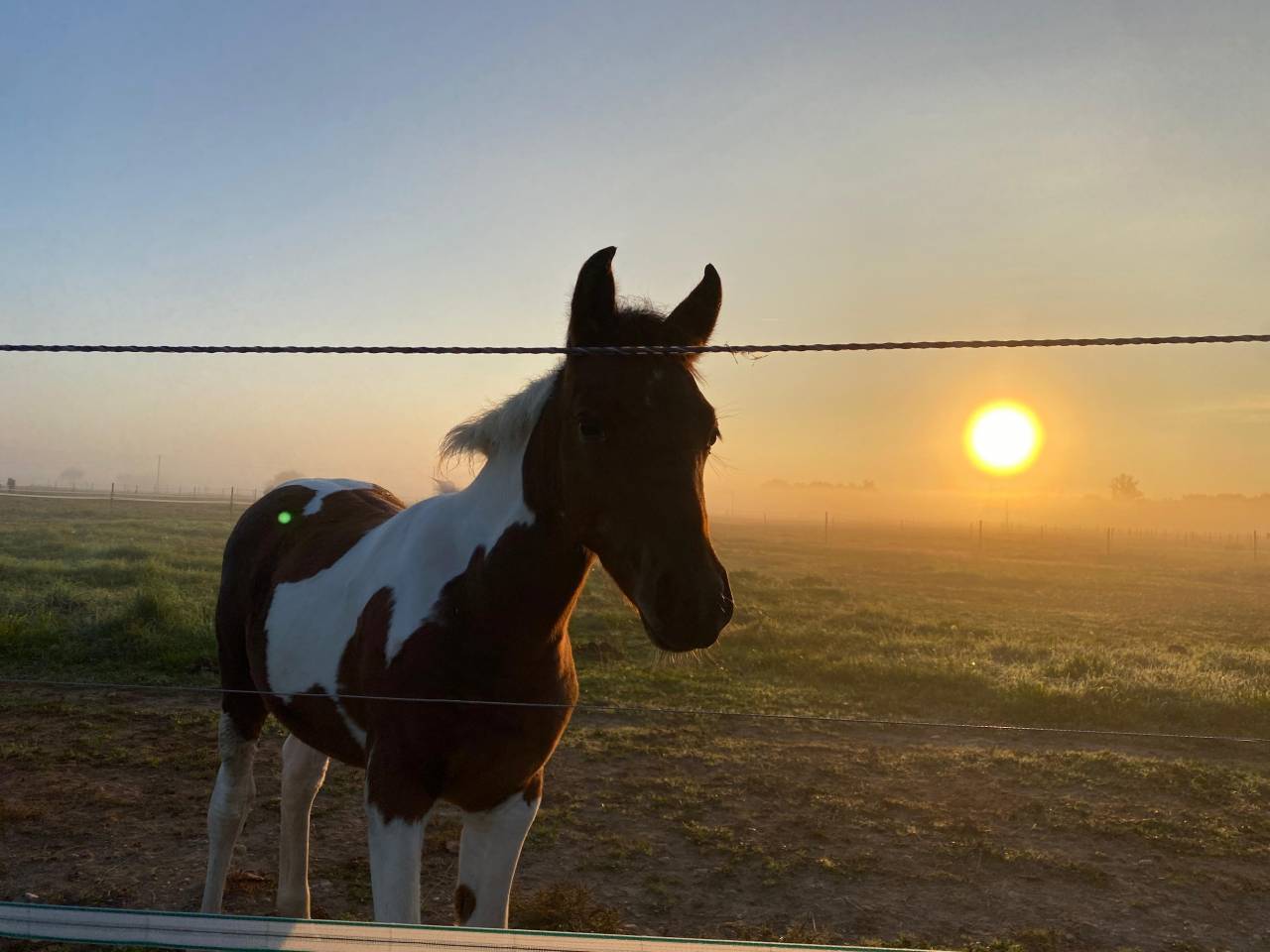 Pouliche pie tobiano 