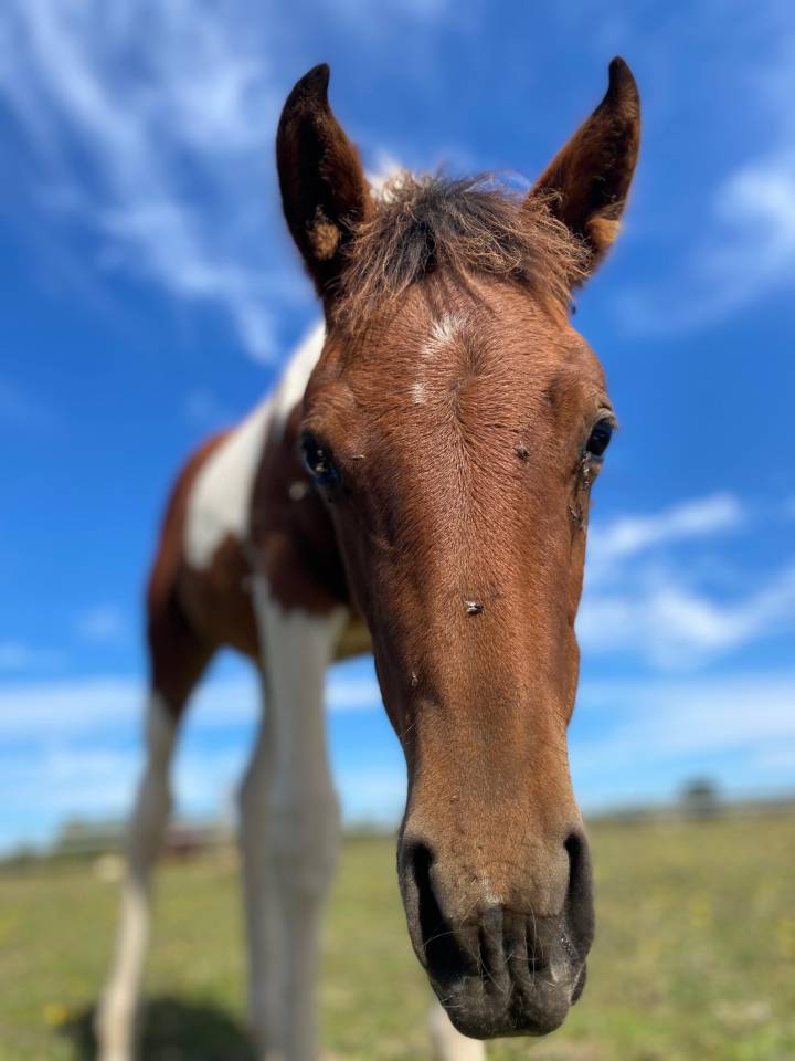 Pouliche pie tobiano 