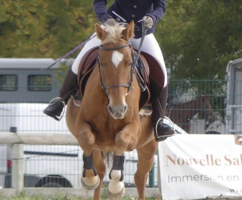 Cheval &agrave; vendre