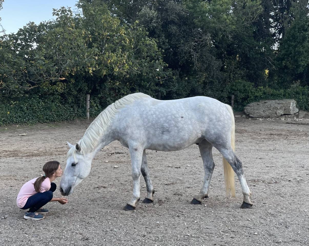 Poney D &agrave; vendre, disponible apr&egrave;s Lamotte
