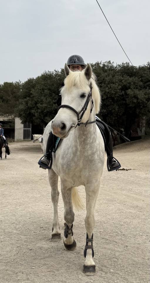 Maxi D &agrave; vendre