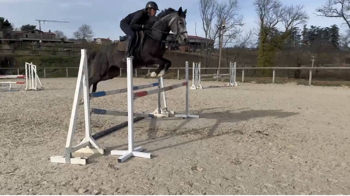 Jument Belge 6 ans CSO 