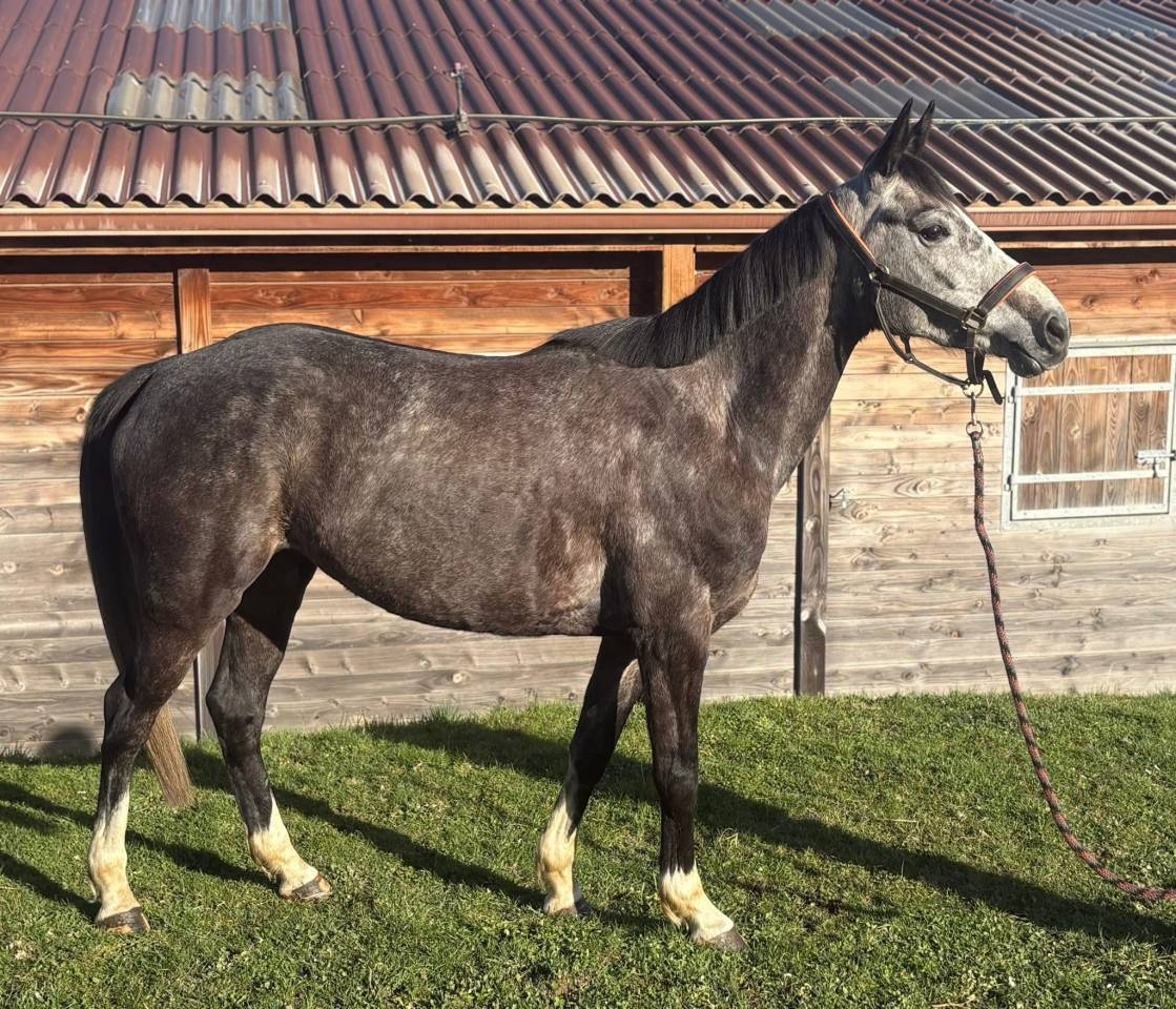 Jument Belge 6 ans CSO 