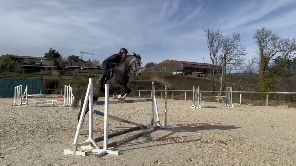 Jument Belge 6 ans CSO 