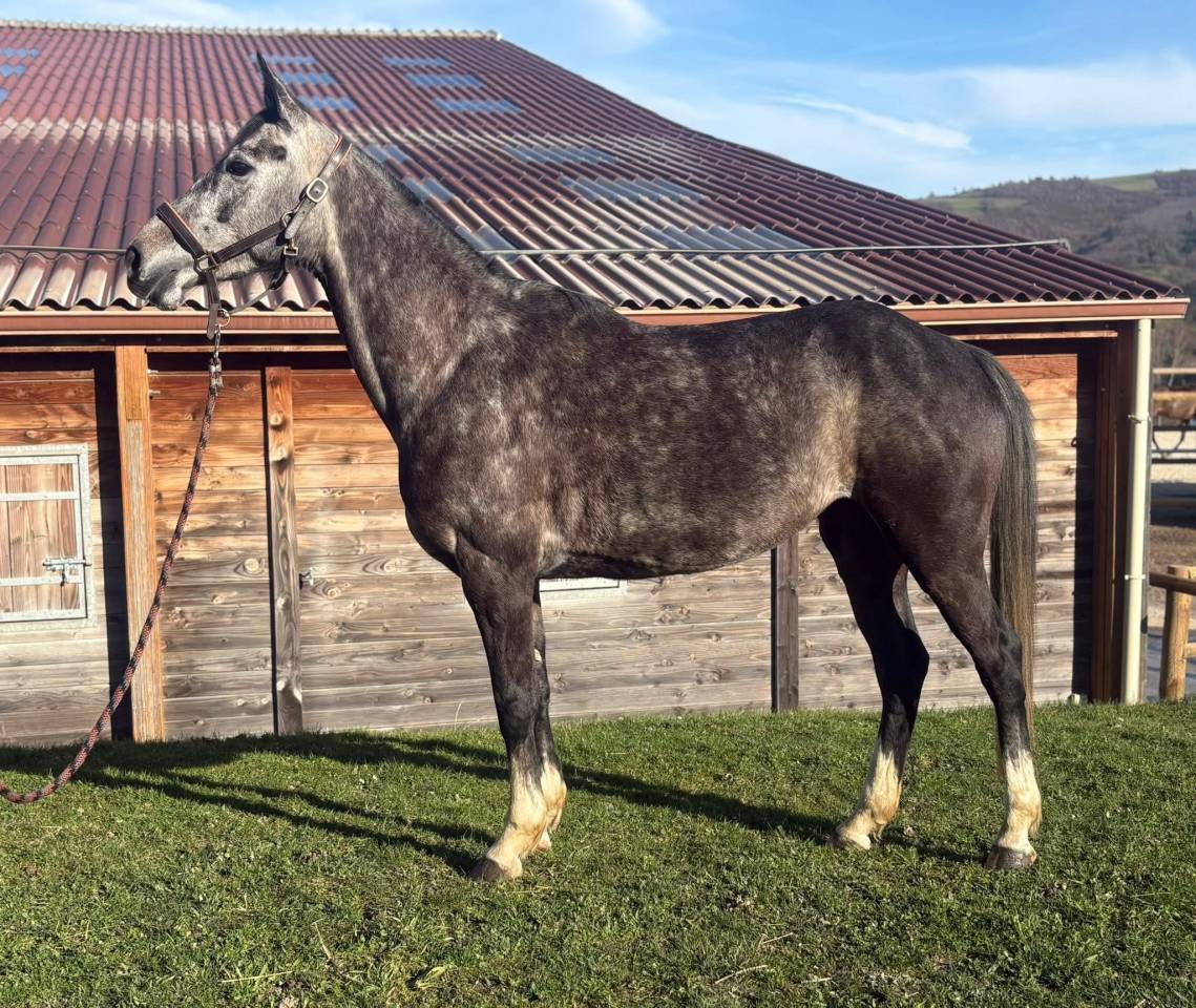 Jument Belge 6 ans CSO 