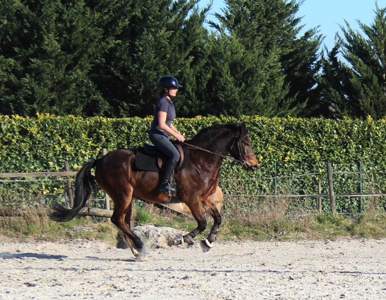 Poney D 4 ans