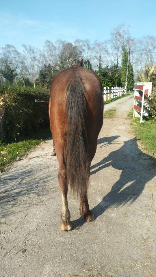 Poulain OC parents selle fran&ccedil;ais 2024