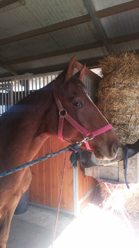 Poulain OC parents selle fran&ccedil;ais 2024