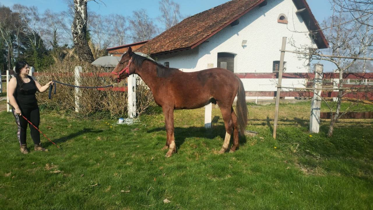 Poulain OC parents selle fran&ccedil;ais 2024