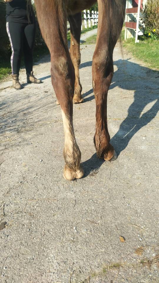 Poulain OC parents selle fran&ccedil;ais 2024