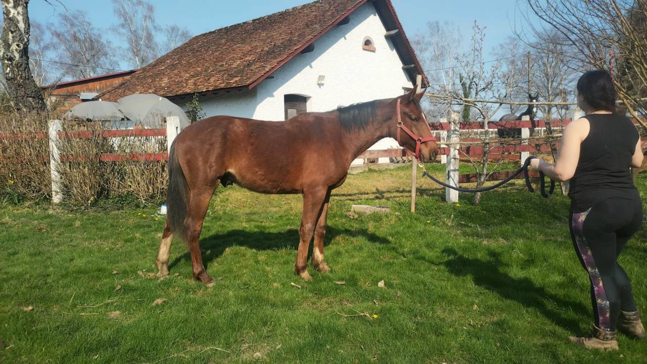 Poulain OC parents selle fran&ccedil;ais 2024