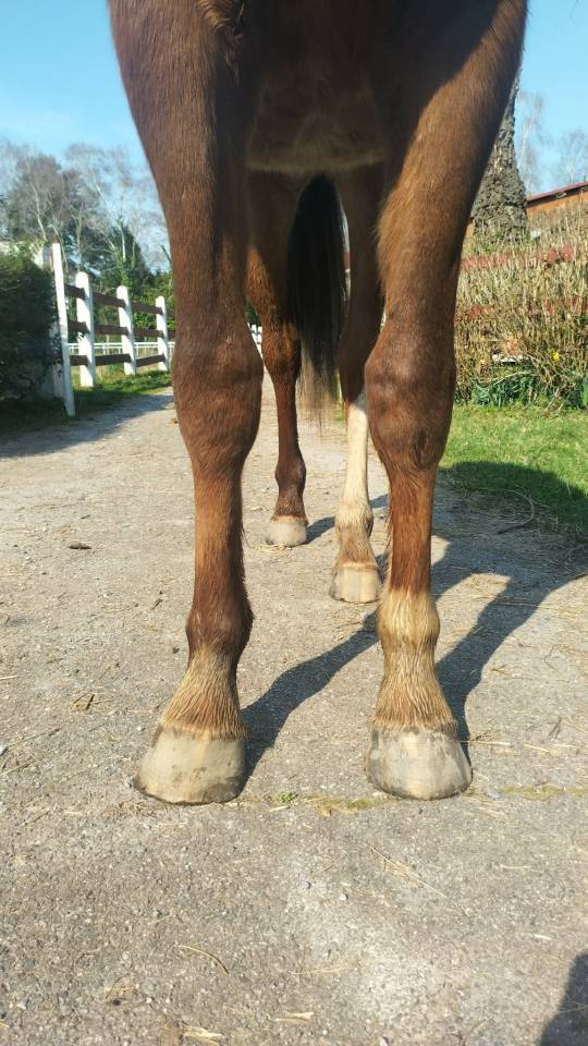 Poulain OC parents selle fran&ccedil;ais 2024