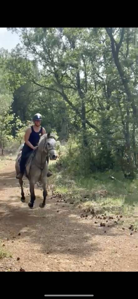 Hongre Pur sang arabe de 7 ans