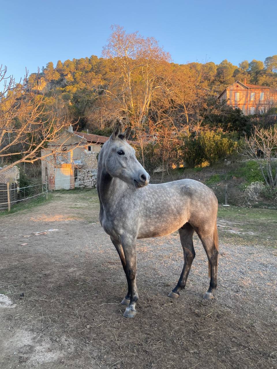 Hongre Pur sang arabe de 7 ans