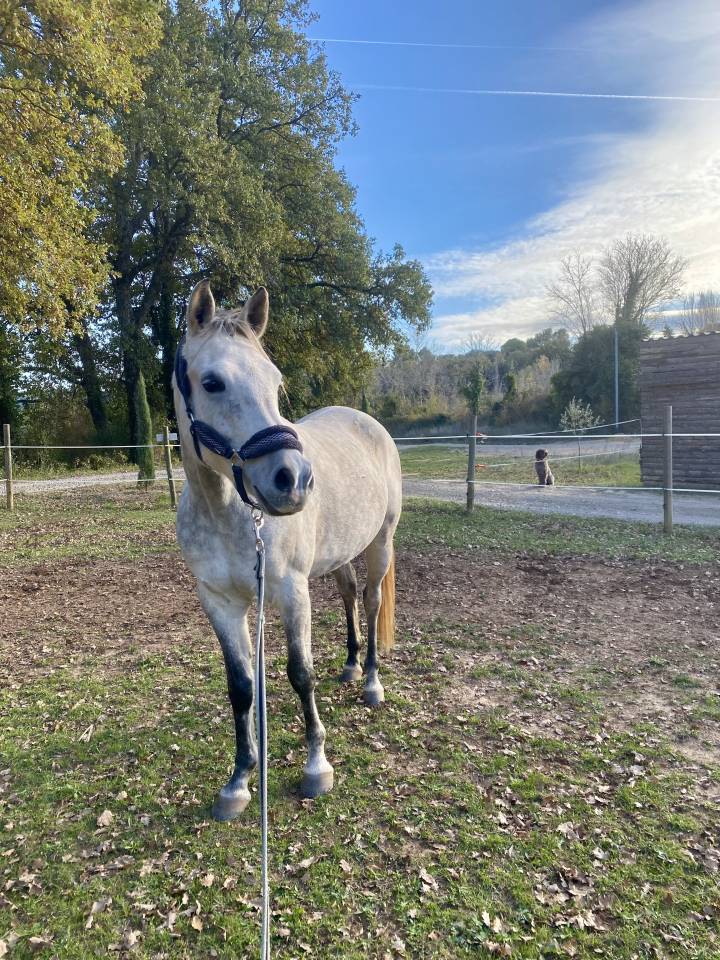 Hongre Pur sang arabe de 7 ans