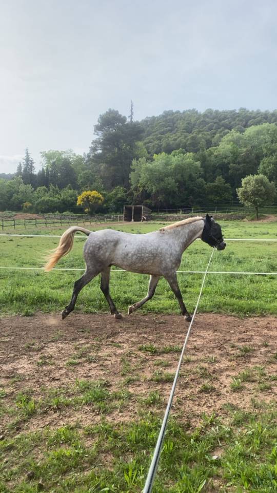 Hongre Pur sang arabe de 7 ans