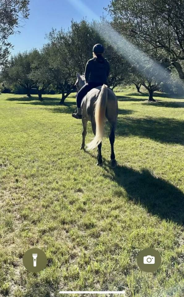 Hongre Pur sang arabe de 7 ans