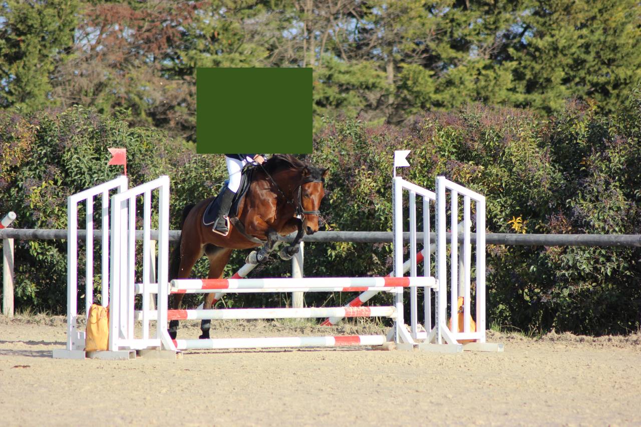 Poney D (ONC) Hongre