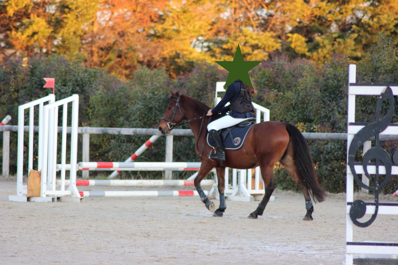 Poney D (ONC) Hongre