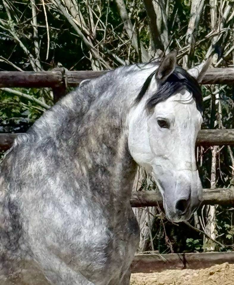 &Eacute;talon PRE - Lozano RAM