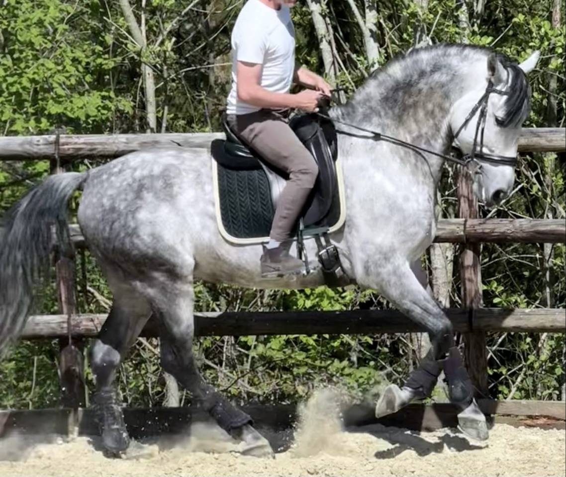 &Eacute;talon PRE - Lozano RAM