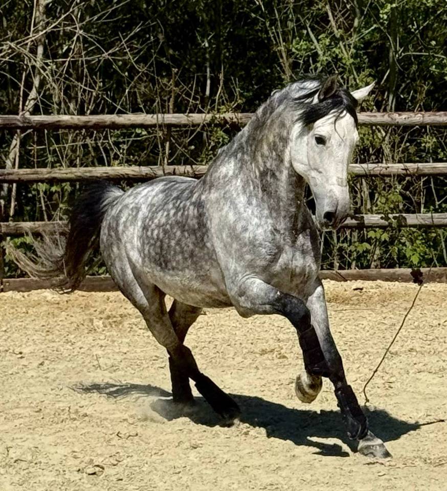 &Eacute;talon PRE - Lozano RAM