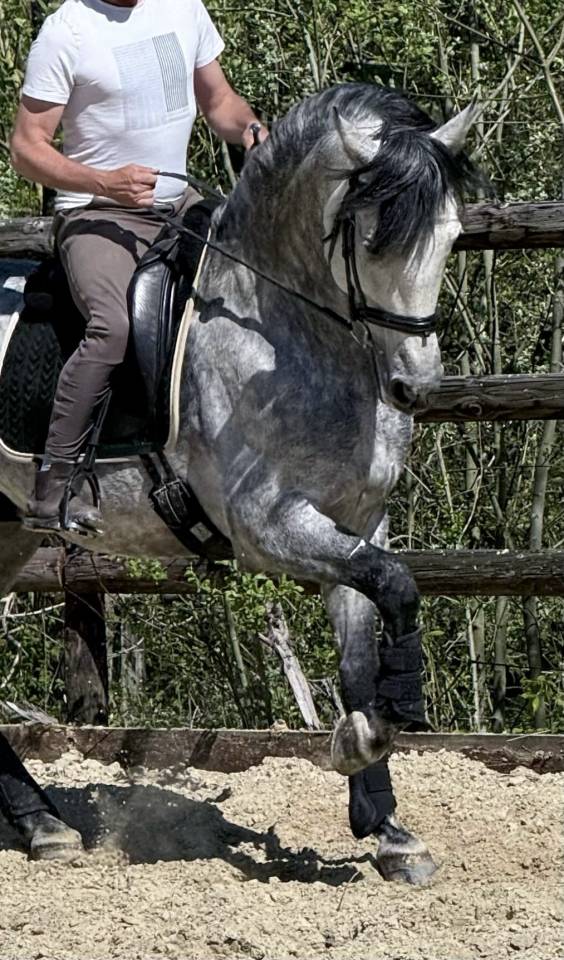 &Eacute;talon PRE - Lozano RAM