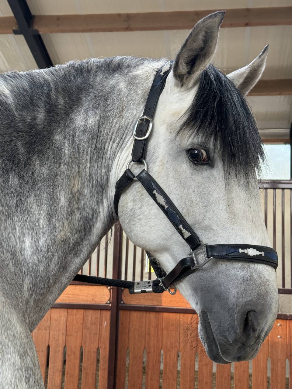 &Eacute;talon PRE - Lozano RAM