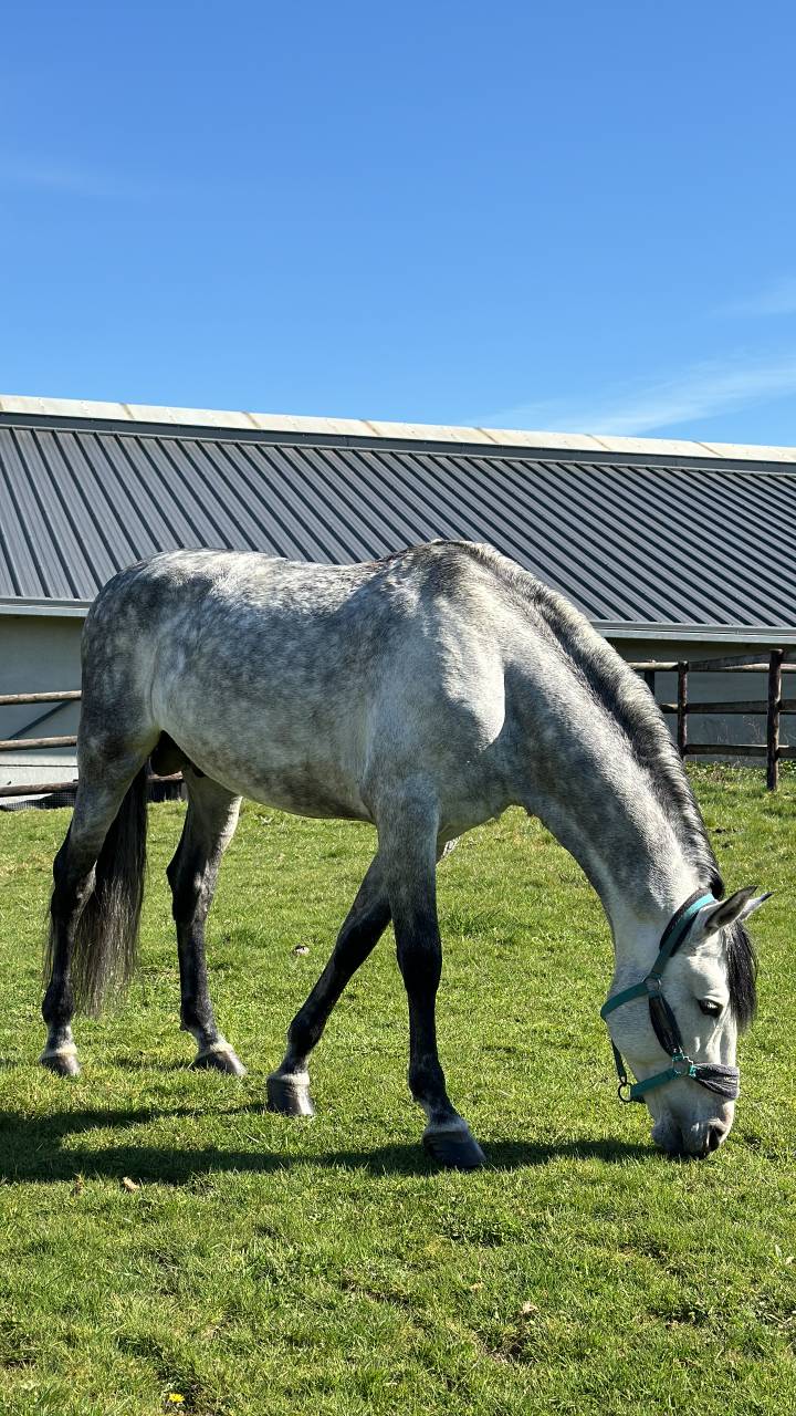 &Eacute;talon PRE - Lozano RAM